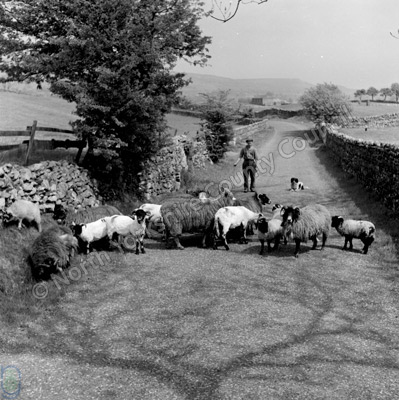 Shepherding, Wensleydale